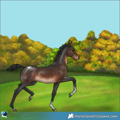 Horse Color:Brown Tobiano Rabicano 
