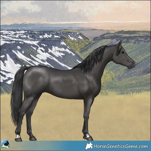 Horse Color:Black 