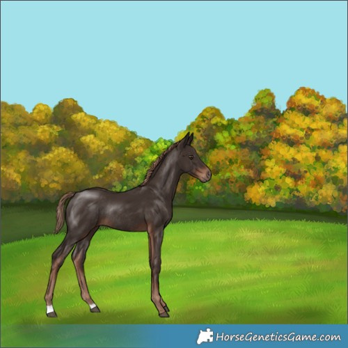 Horse Color:Liver Chestnut Rabicano 