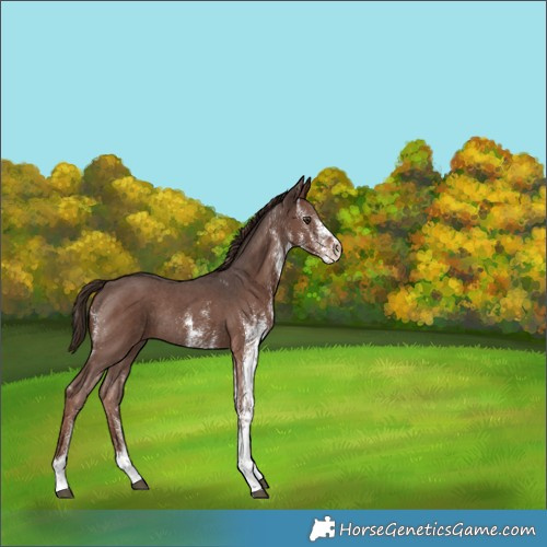 Horse Color:White Spotted Liver Chestnut Rabicano 