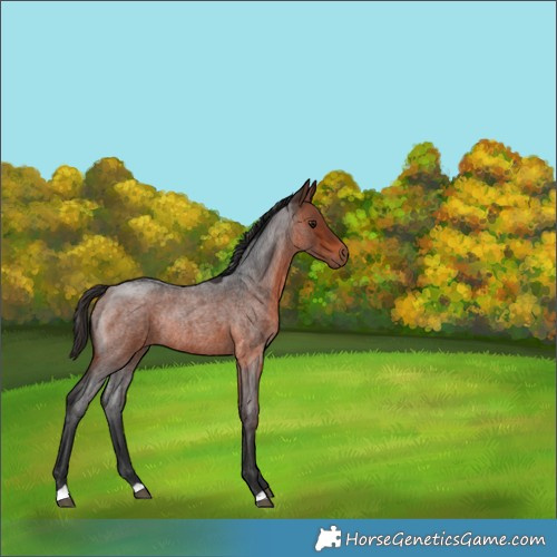 Horse Color:Bay Roan Rabicano 