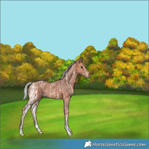 Horse Color:Silver Bay Ice Rabicano 