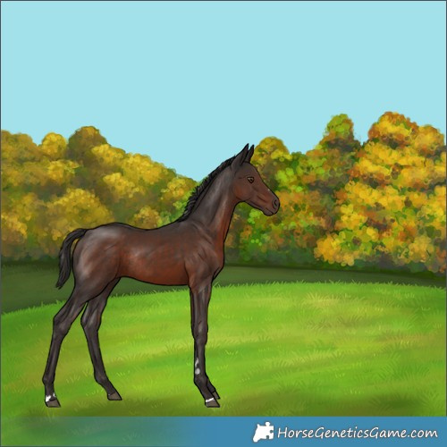 Horse Color:Liver Chestnut Rabicano 