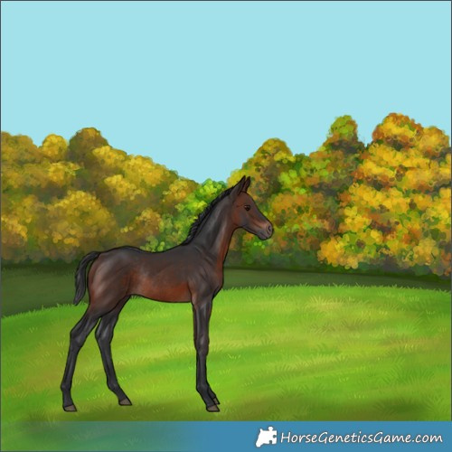 Horse Color:Brown Rabicano 