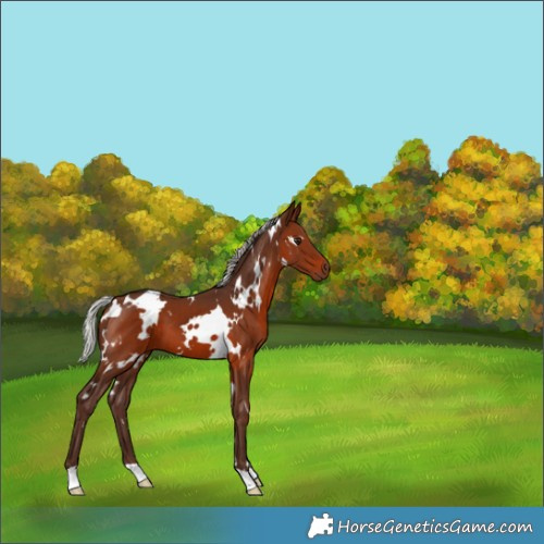 Horse Color:White Spotted Silver Brown 