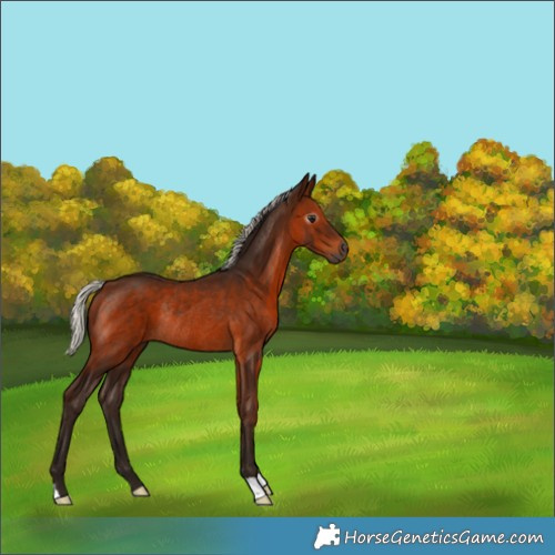 Horse Color:Gray Silver Bay Rabicano 