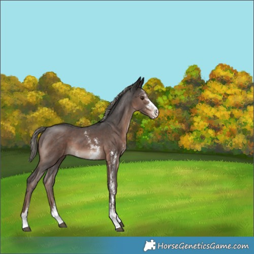 Horse Color:Liver Chestnut Mushroom Sabino 