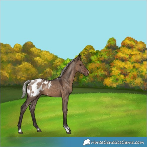 Horse Color:Silver Brown Dun Tobiano Appaloosa 