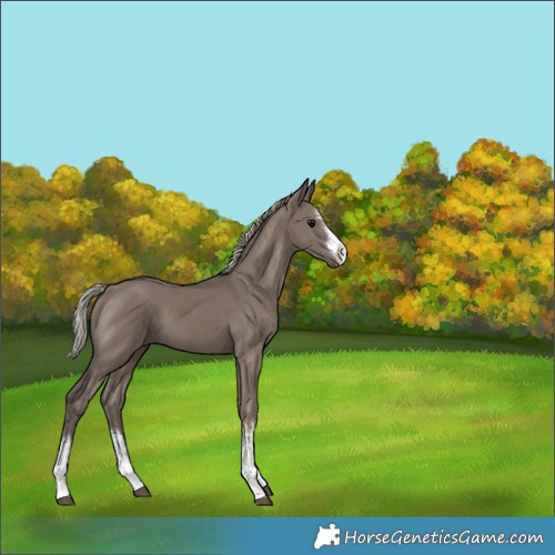 Horse Color:White Spotted Silver Grullo 