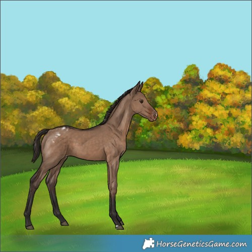 Horse Color:Liver Red Dun Appaloosa 