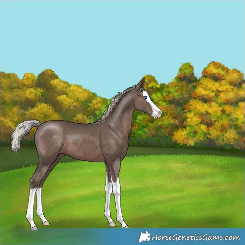 Horse Color:Silver Black Splash 