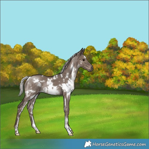 Horse Color:White Spotted Silver Grullo Mushroom 