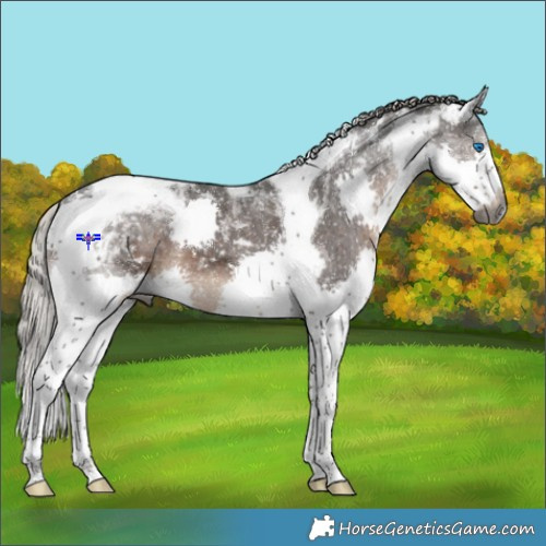 Horse Color:Gray Silver Black Splash Tobiano Appaloosa 