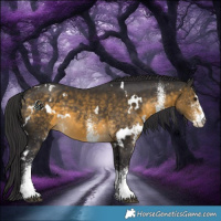 Horse Color:White Spotted Buckskin 