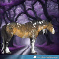 Horse Color:White Spotted Buckskin