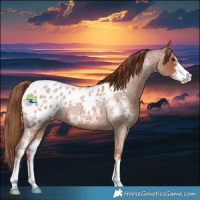 Horse Color:Red Roan Sabino Appaloosa 