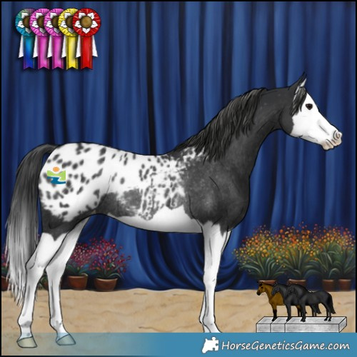 Horse Color:Black Splash Blanket Rabicano 