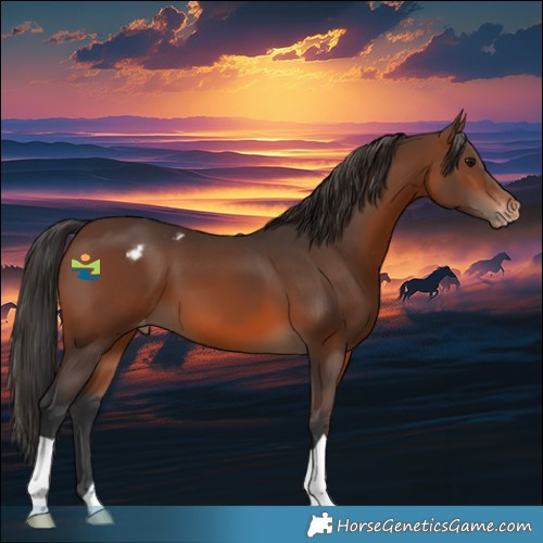 Horse Color:Brown Appaloosa 