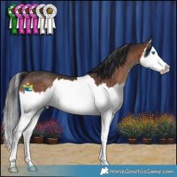 Horse Color:Brown Splash Rabicano