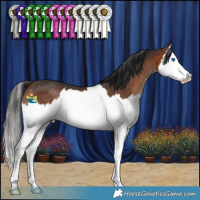 Horse Color:Brown Splash Rabicano 