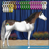 Horse Color:Brown Splash Rabicano 