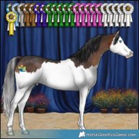 Horse Color:Brown Splash Rabicano 