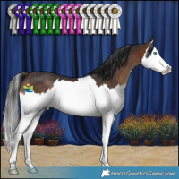 Horse Color:Brown Splash Rabicano