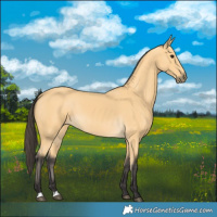 Horse Color:Buckskin 