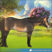 Horse Color:Buckskin Appaloosa 