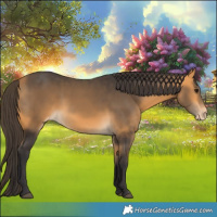 Horse Color:Buckskin Appaloosa