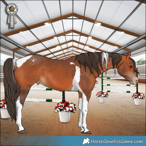 Horse Color:Bay Tobiano Appaloosa 