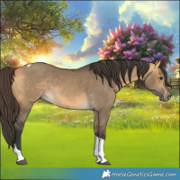 Horse Color:Buckskin Dun Tobiano 