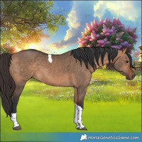 Horse Color:Bay Dun Tobiano 