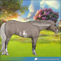 Horse Color:Silver Grullo Sabino Appaloosa 