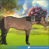 Horse Color:White Spotted Bay Dun Appaloosa 