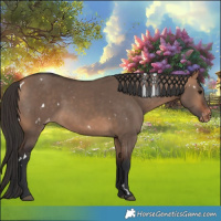 Horse Color:White Spotted Bay Dun Varnish 