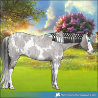 Horse Color:White Spotted Grullo Roan Splash Appaloosa