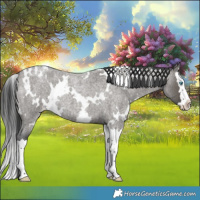 Horse Color:White Spotted Grullo Roan Splash Varnish 