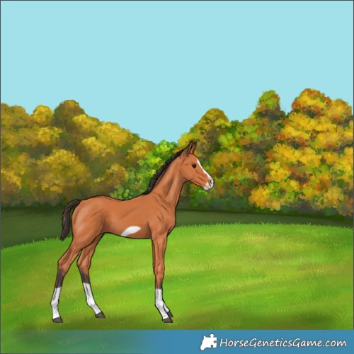 Horse Color:Bay Splash Frame 