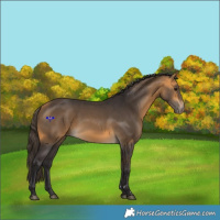 Horse Color:Buckskin