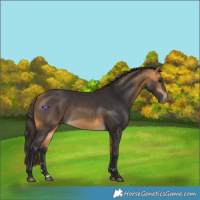 Horse Color:Buckskin 