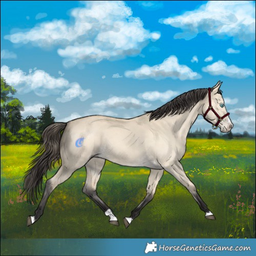 Horse Color:Buckskin Dun Splash 