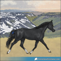 Horse Color:Black 