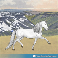 Horse Color:Gray Smoky Black