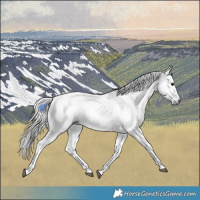 Horse Color:Gray Smoky Black 