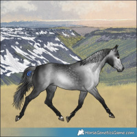 Horse Color:Gray Smoky Black