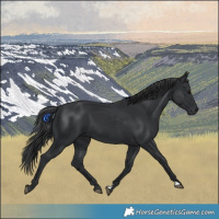 Horse Color:Black 