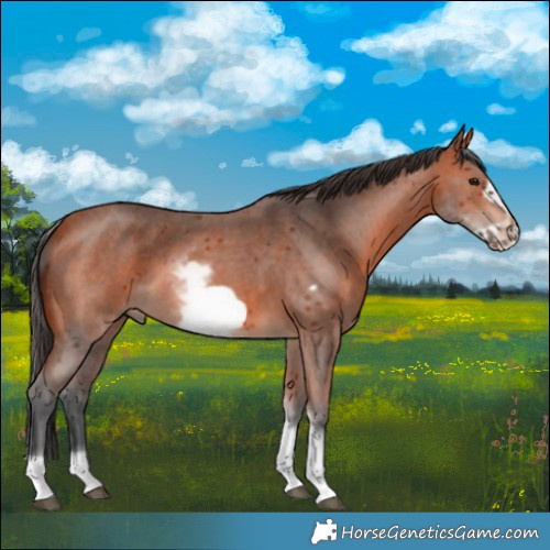 Horse Color:White Spotted Bay Sabino Frame