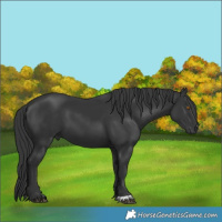 Horse Color:Black 