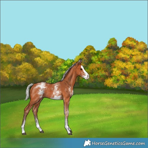 Horse Color:White Spotted Silver Bay Splash 